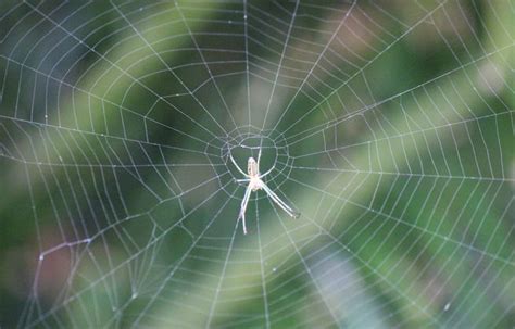 蜘蛛 出現 原因|クモ（蜘蛛）が発生する原因とは？クモの習性を知って対策しよう